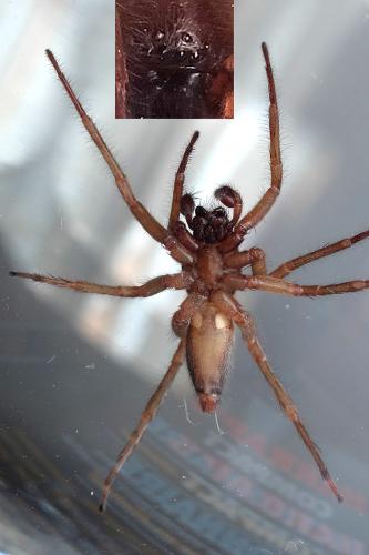 Clubiona corticalis